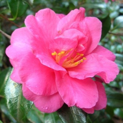 Shishigashira (Camellia)